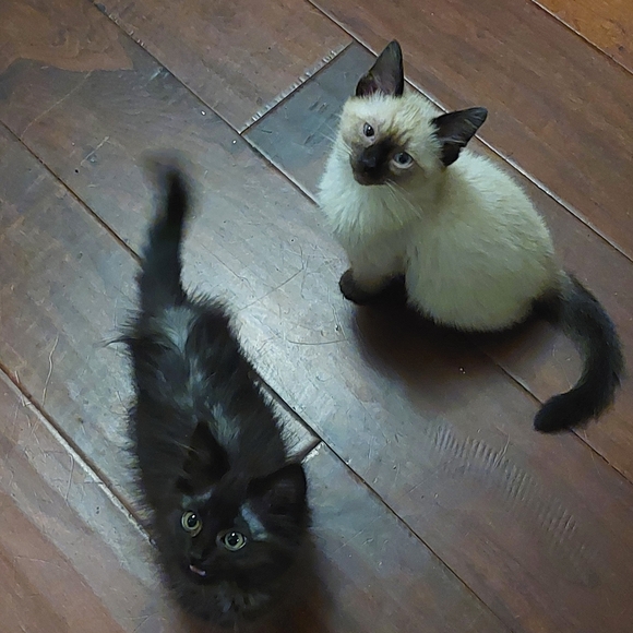 Meet your Posher, Alana - Picture 4 of 6